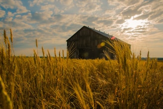 A rustic barn surrounded by golden wheat fields.