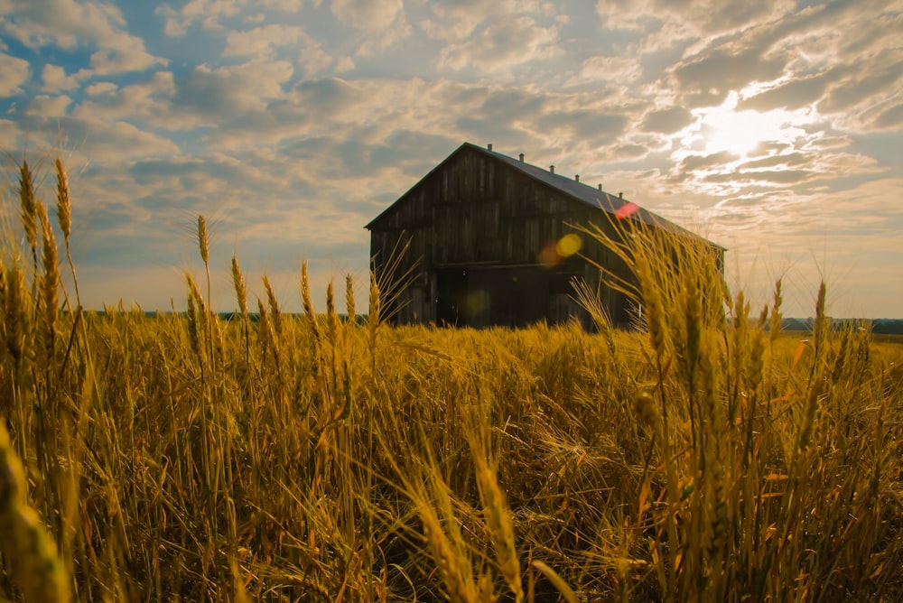 barn near grass in open field