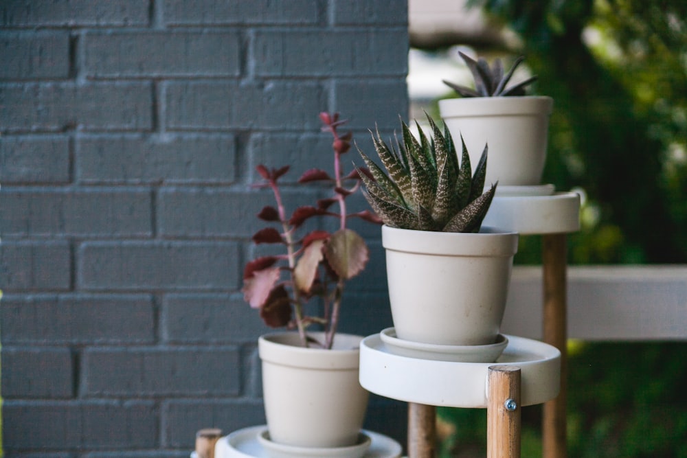 green succulent in white pot