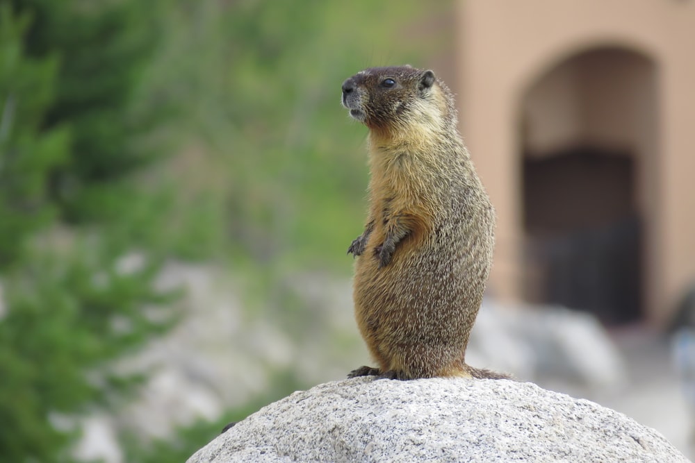 brown otter standing on top of rock