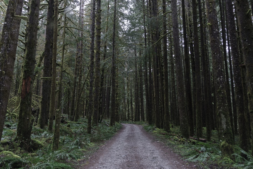 dirt road along trees