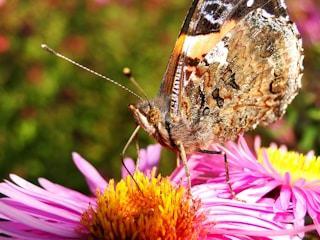 Macro shot of a butterfly resting on a flower petal.