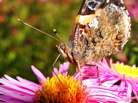 Macro shot of a butterfly resting on a flower petal.
