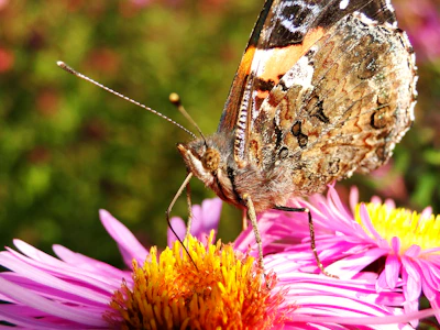 Close-up of a vibrant butterfly resting on a bright flower petal
