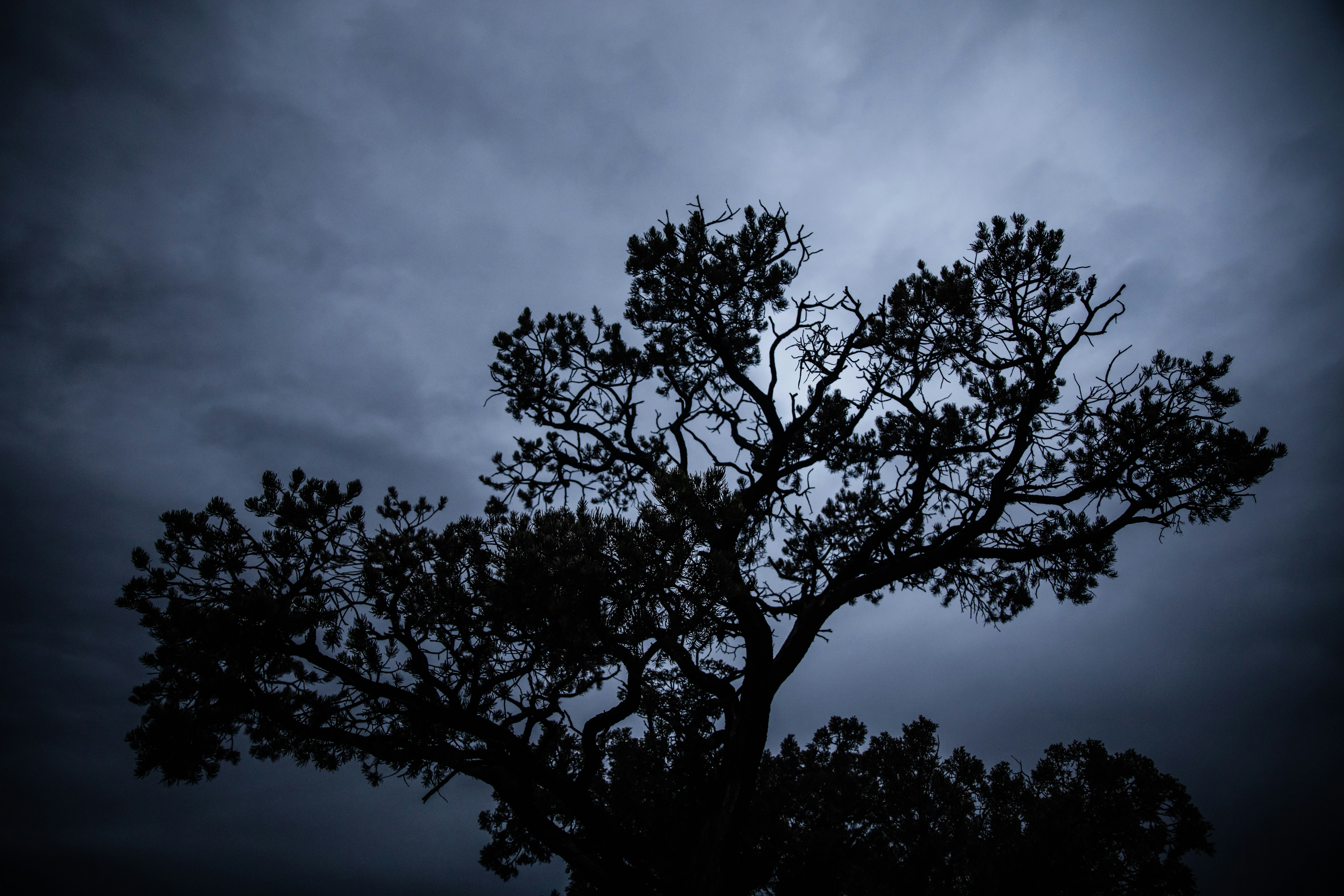 The Approaching Storm desert tree