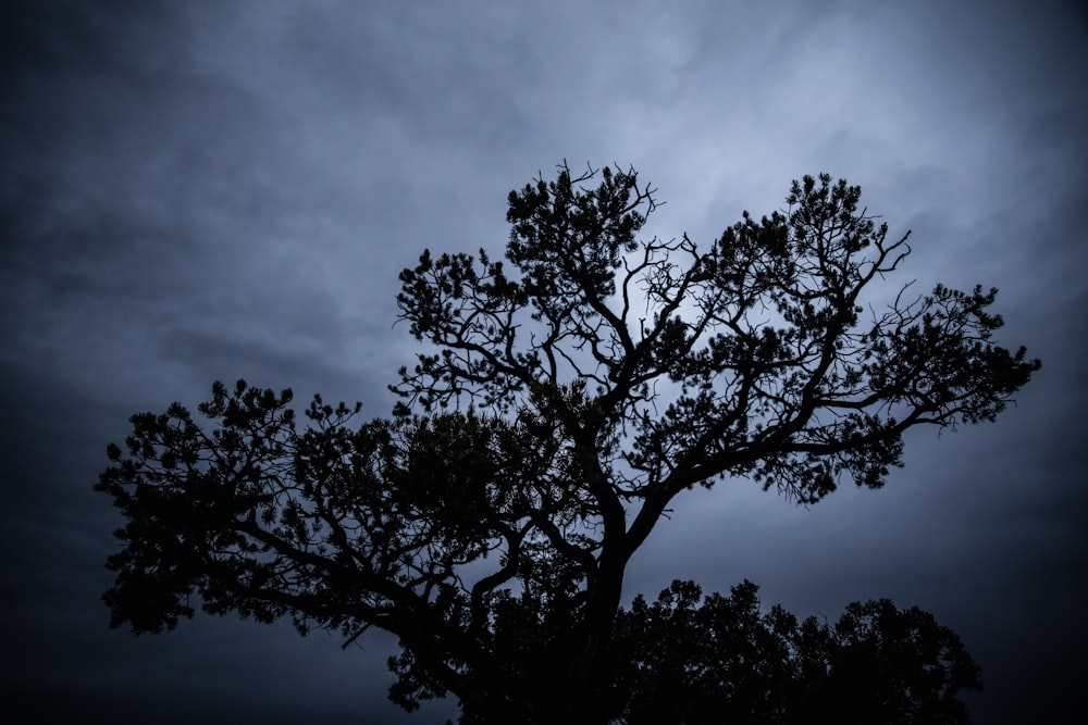 silhouette of tree under cloudy sky