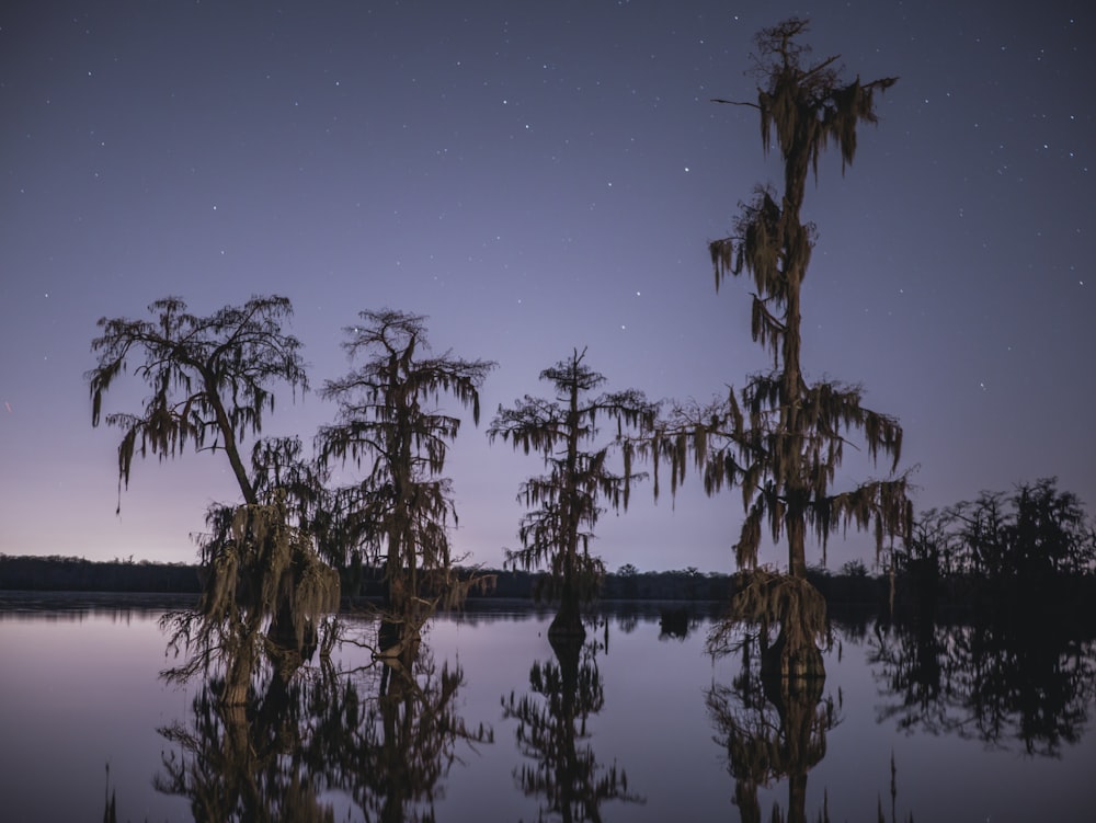 green trees on body of water