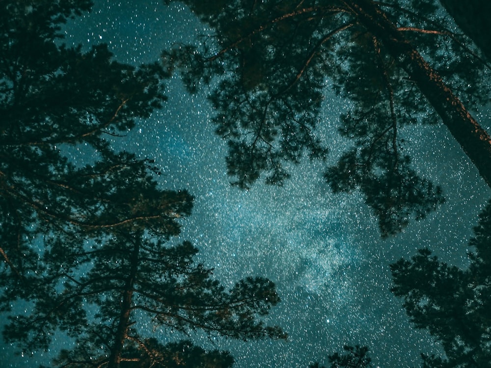 green leafed trees during nighttime