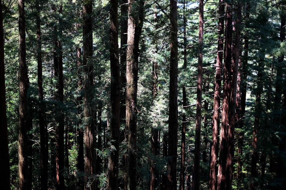 arbres de la forêt pendant la journée