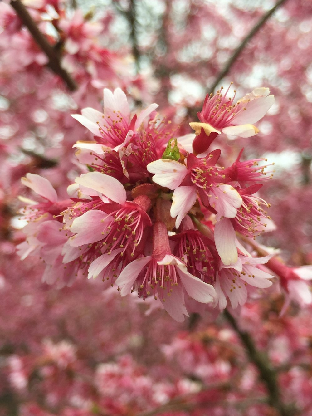 pink petaled flower