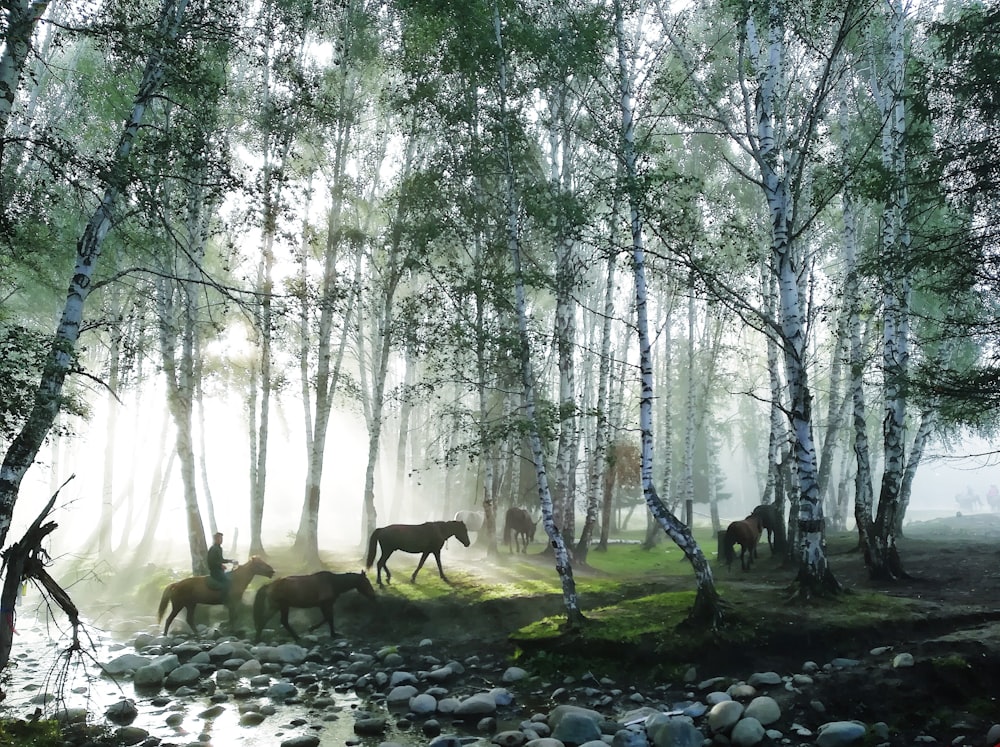 horses under green trees at daytime