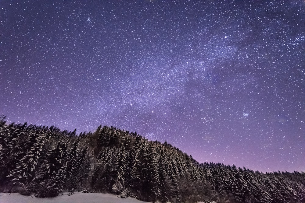 snow filled tall trees under purple sky full of stars