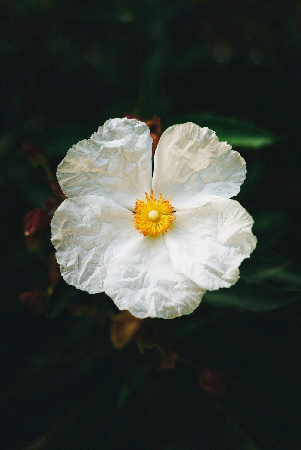 shallow focus photo of white petaled flower