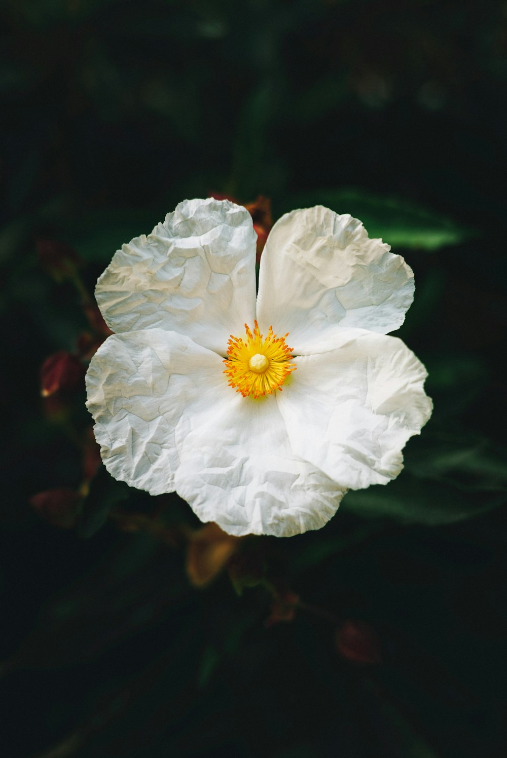 foto con messa a fuoco superficiale di fiore dai petali bianchi