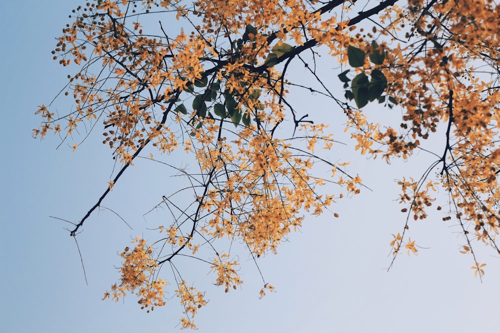 fotografia de baixo ângulo da árvore da flor amarela