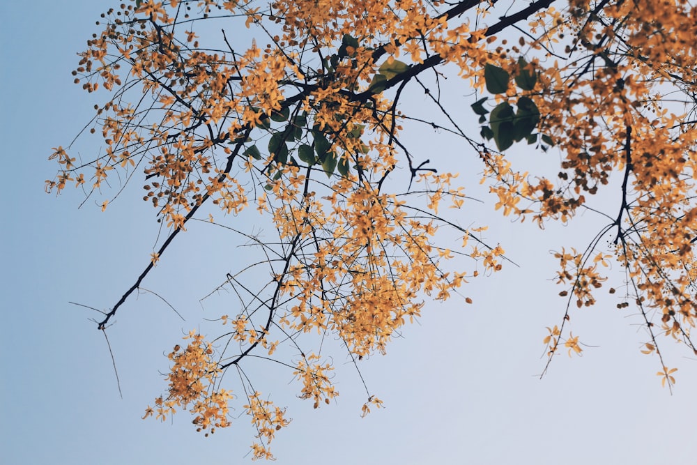 low angle photography of yellow flower tree