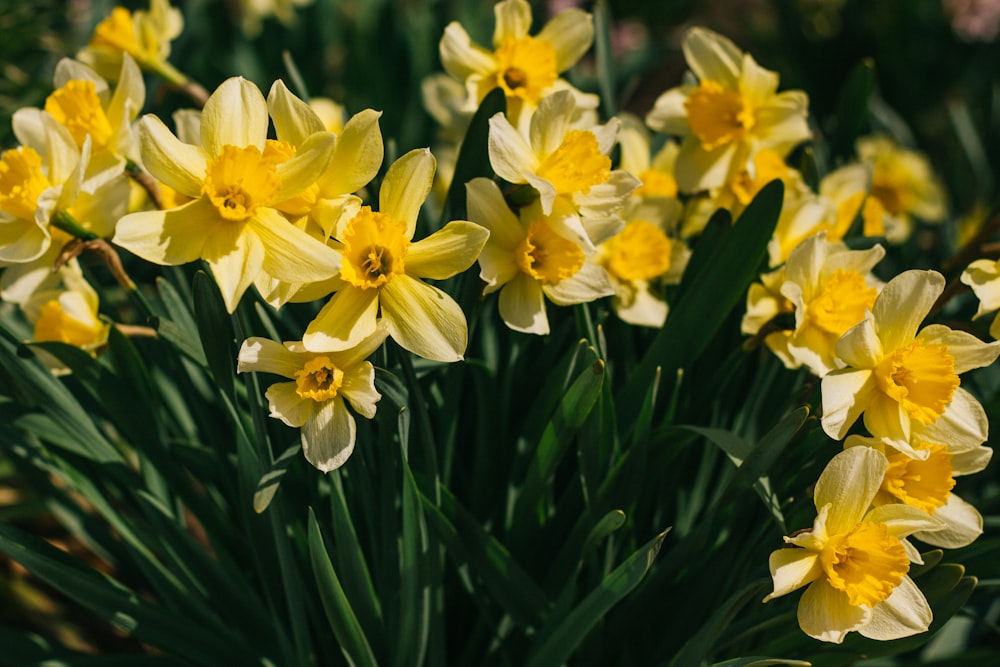 close-up photography of yellow petaled flowers