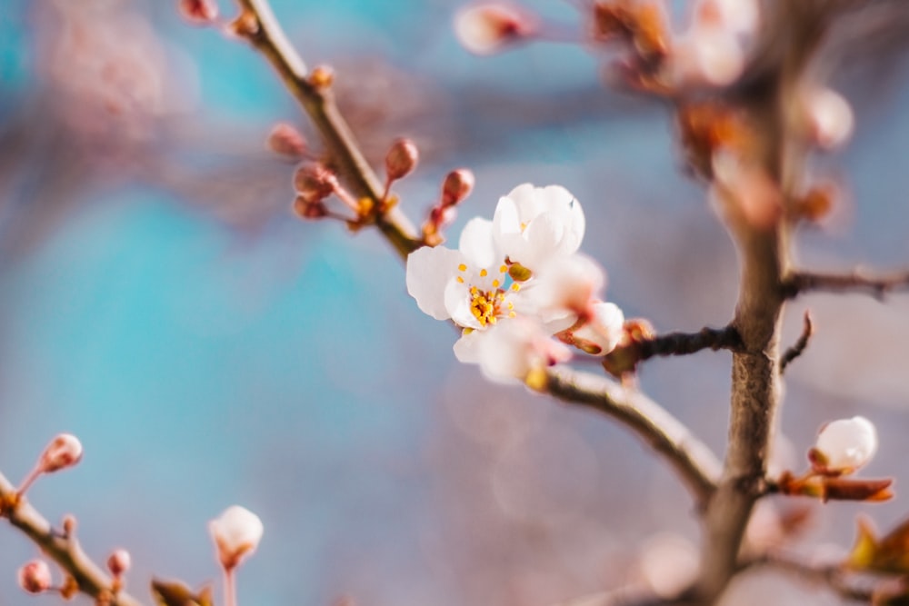 shallow shot of cherry blossom flower