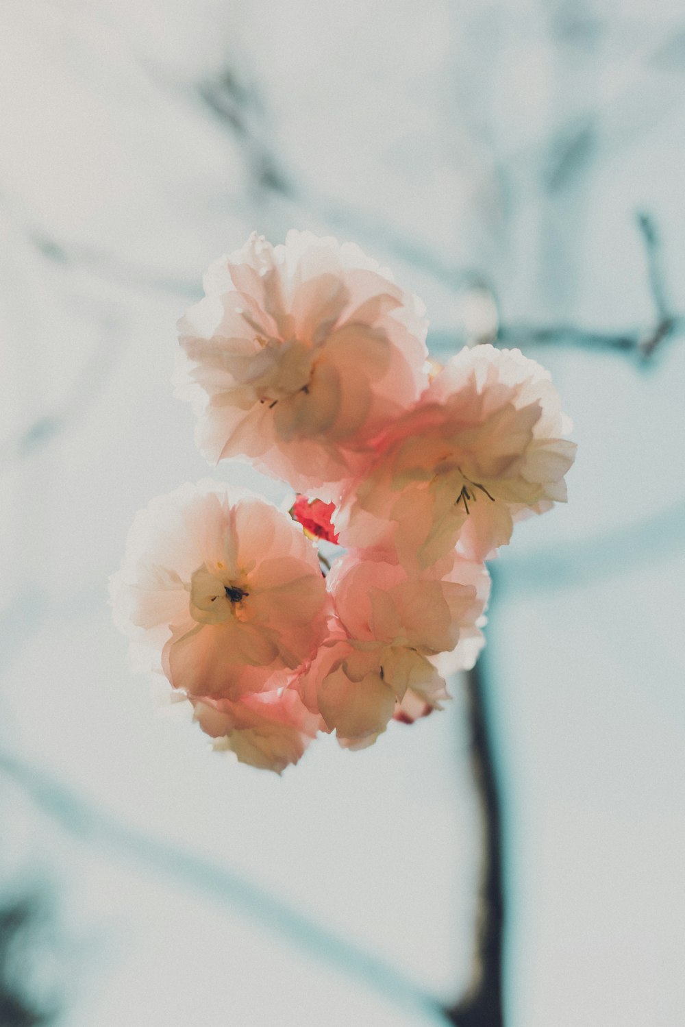 white multi-petaled flowers on macro shot