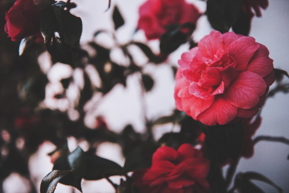 pink petaled flower closeup photography