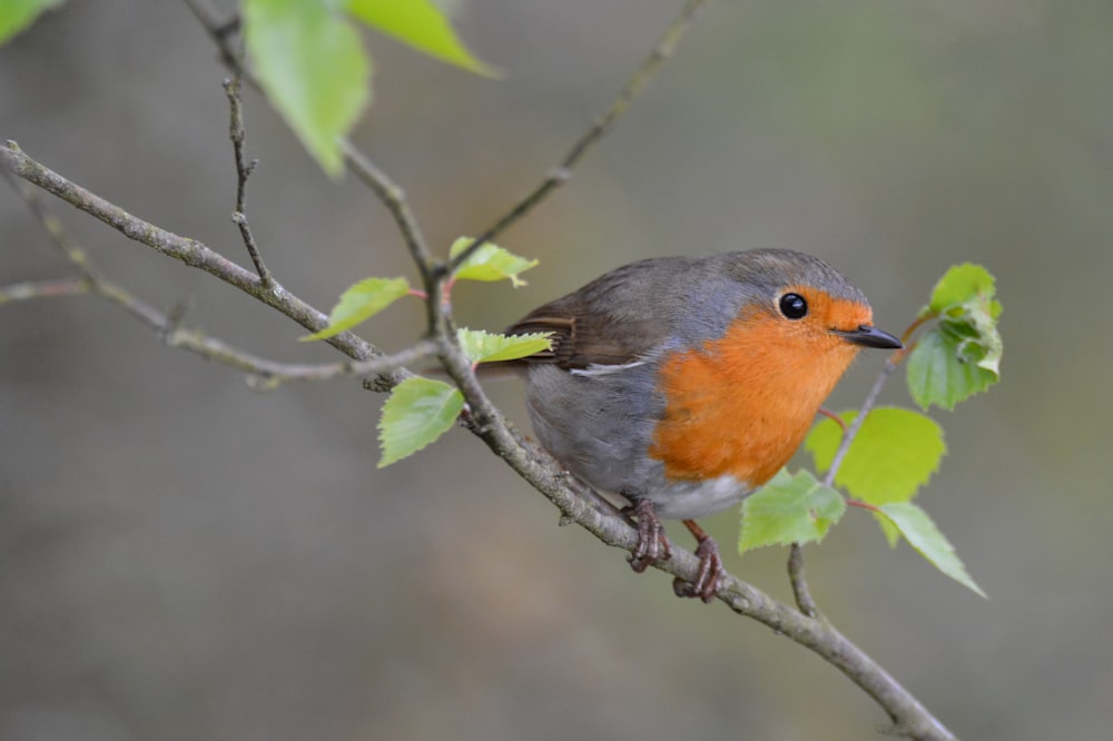 green and orange bird perch on tree branch