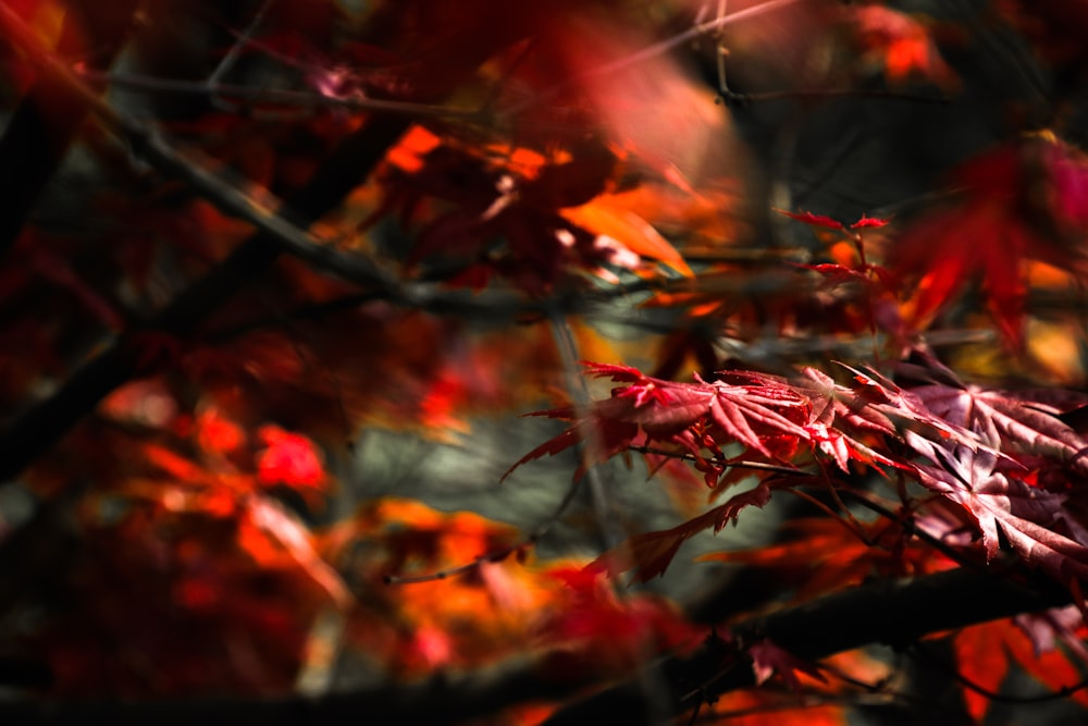 closeup photography of maple leaves