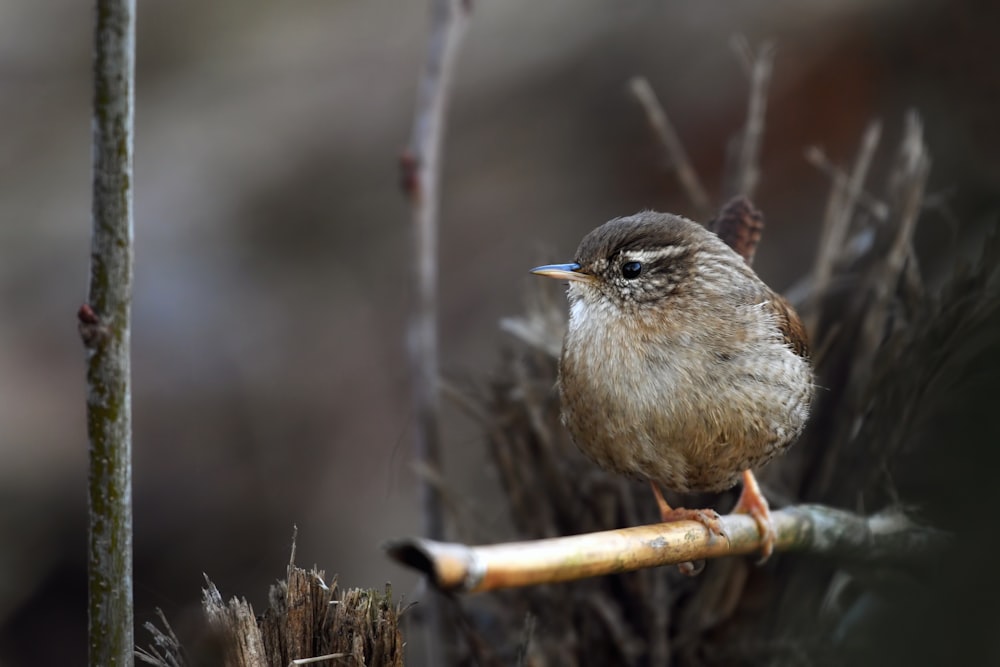 茶色の木の枝に茶色の鳥