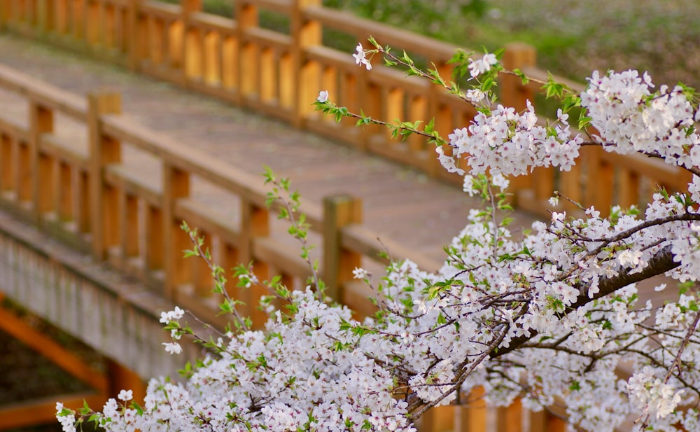 shallow focus photo of cherry blossoms