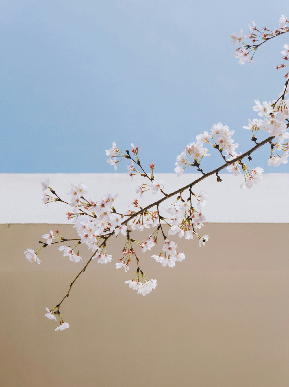 白い花びらの花