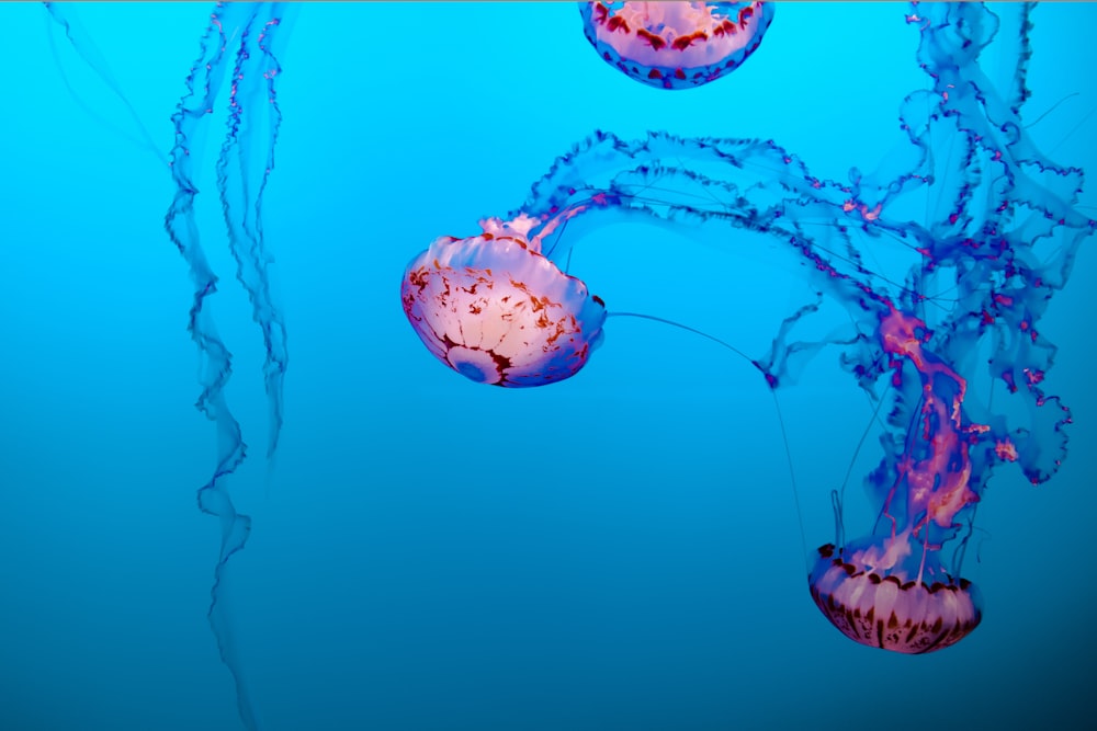 jelly fishes underwater