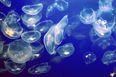 clear moon jellyfish close-up photography luminescence teams background