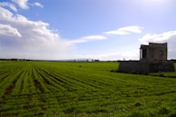 A peaceful abandoned field beginning to show signs of green growth.