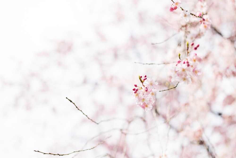 Fotografía de enfoque de flor de pétalos rosas