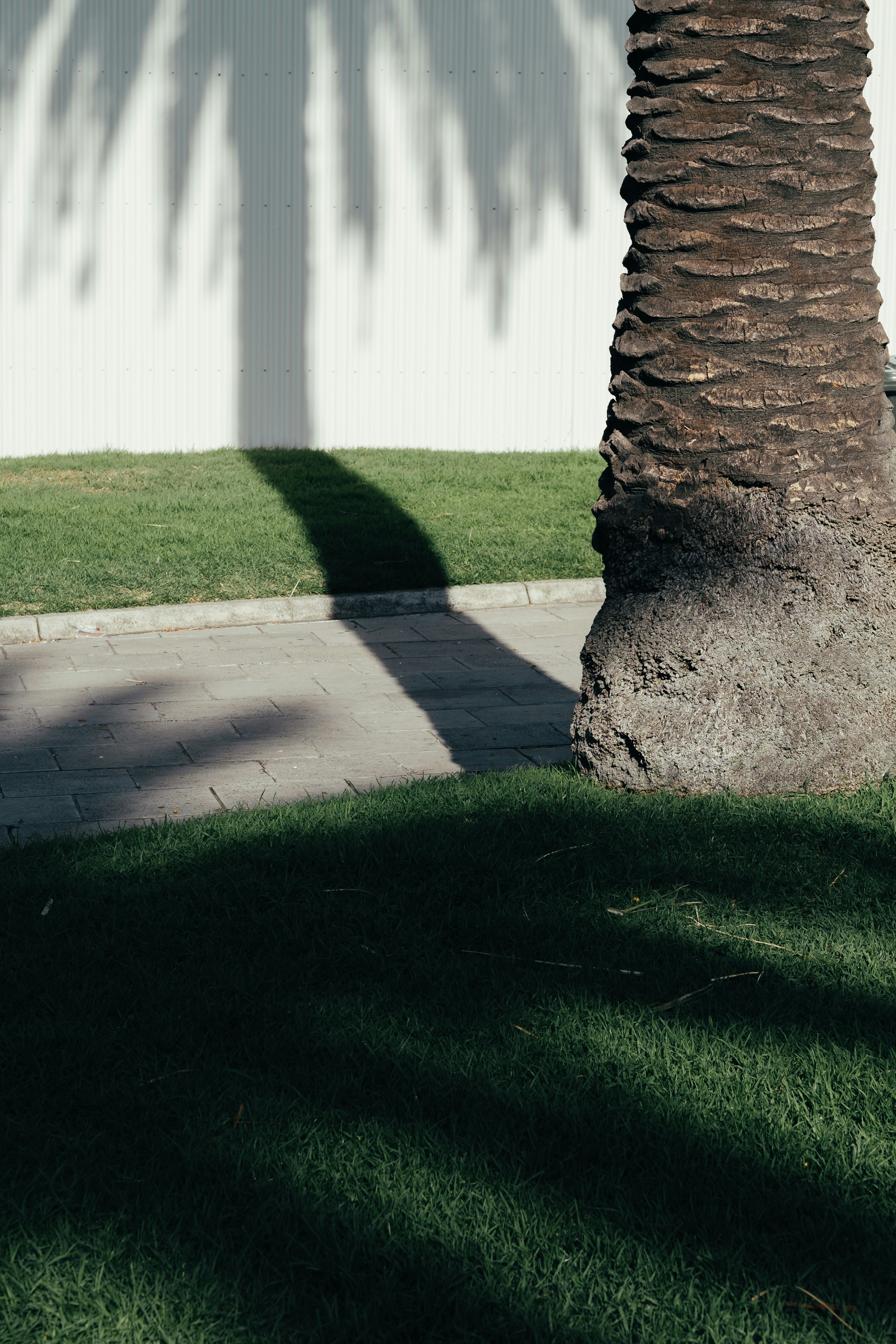 Expert Tree Trimming and Storm Damage Removal Services in Austin Texas