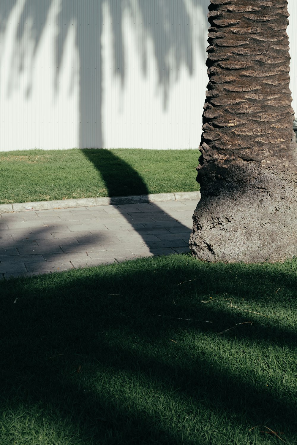 person near tree