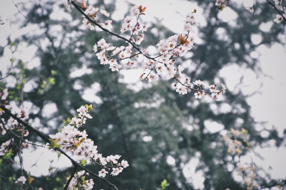 arbre à fleurs blanches