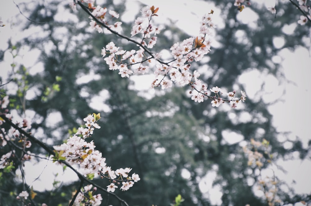 white flower tree