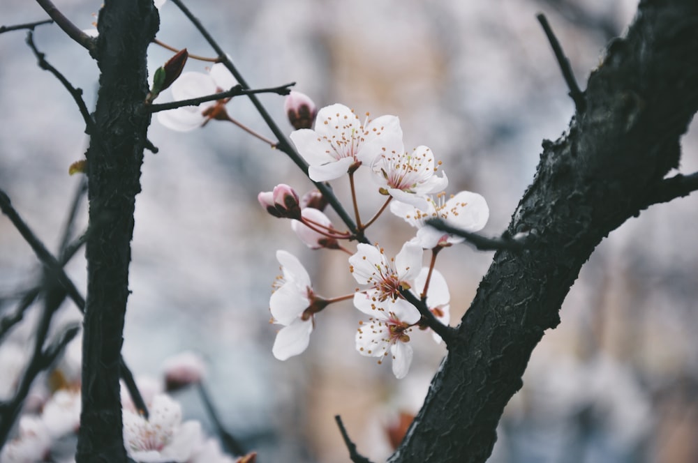 shallow focus photo of white flowers