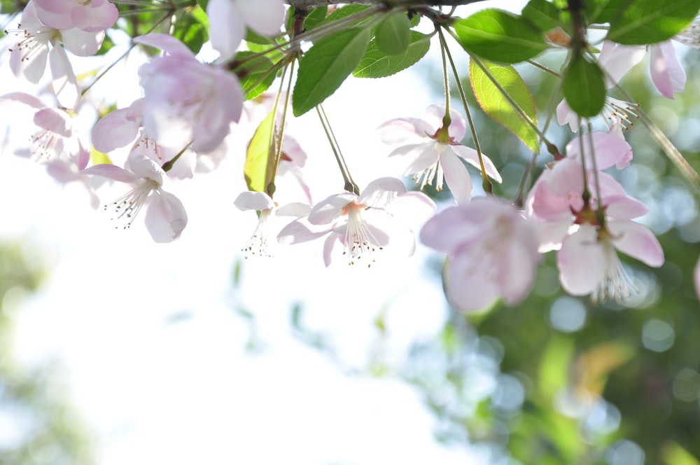 ピンクの花びらの花