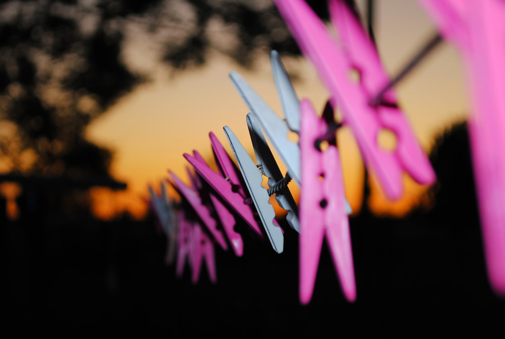 closeup photo of blue-and-pink clothes clip lot