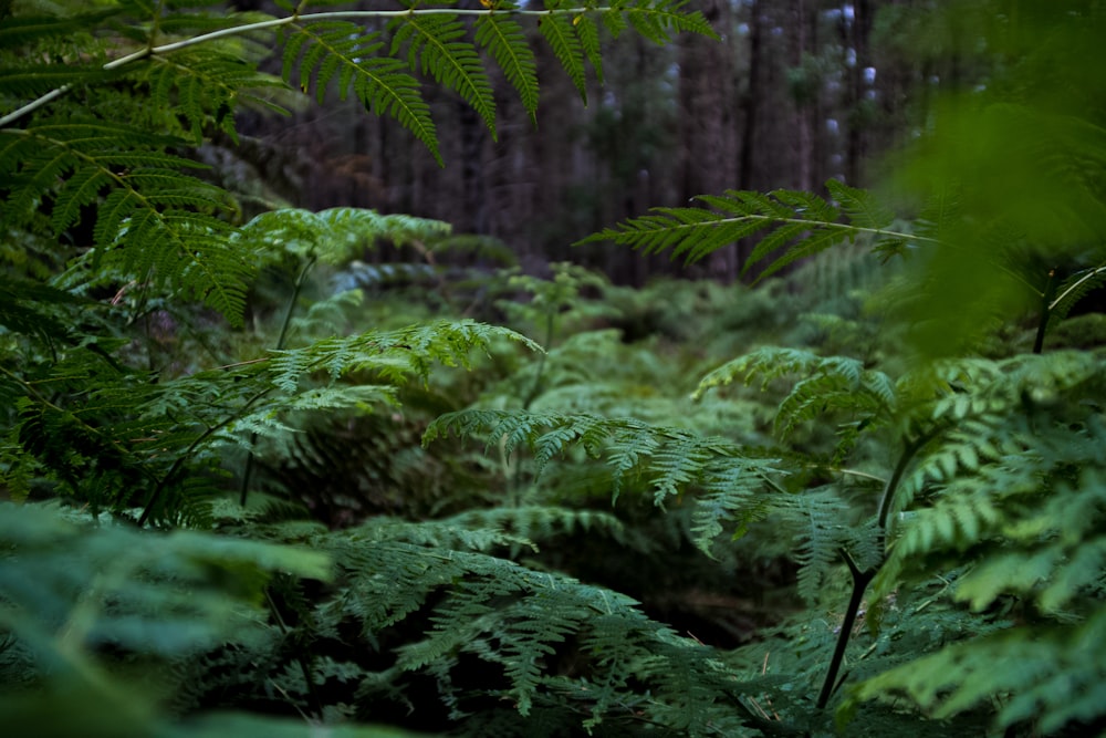 Arbres et plantes verts