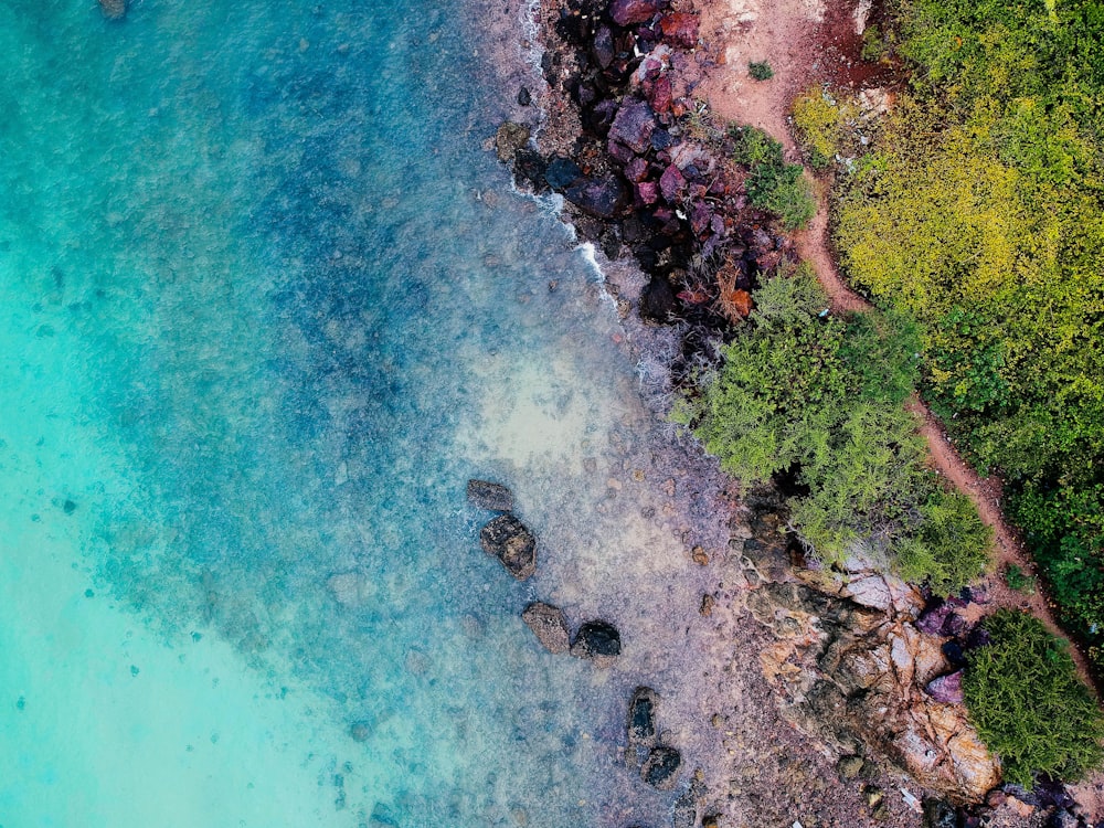 scenery of trees and body of water