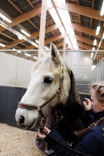 A white horse is inside a stable with wooden beams and a metal grid fence. The horse is wearing a harness with a person standing next to it, adjusting the harness or leash. The stable is well-lit with fluorescent lights and has a sawdust-covered floor.