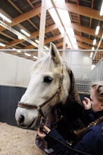 A white horse is inside a stable with wooden beams and a metal grid fence. The horse is wearing a harness with a person standing next to it, adjusting the harness or leash. The stable is well-lit with fluorescent lights and has a sawdust-covered floor.