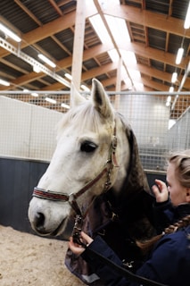 A white horse is inside a stable with wooden beams and a metal grid fence. The horse is wearing a harness with a person standing next to it, adjusting the harness or leash. The stable is well-lit with fluorescent lights and has a sawdust-covered floor.