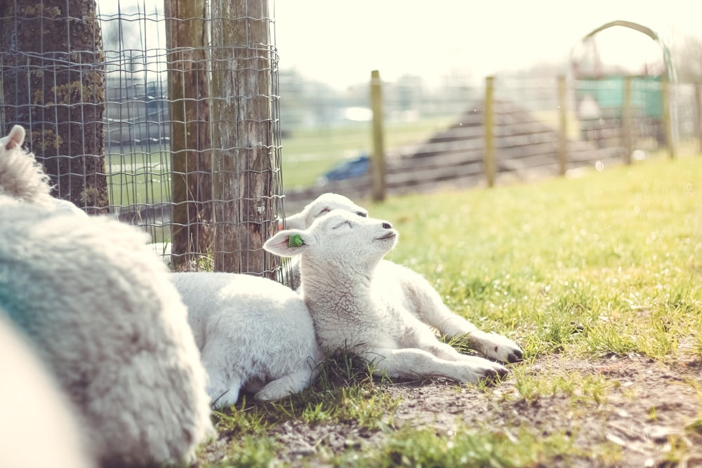 white goat beside fence