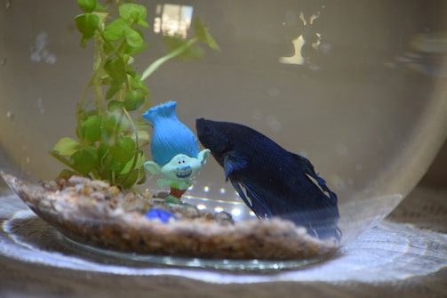 A fishbowl containing a vibrant blue betta fish swimming next to a small decorative figure resembling a cartoonish blue character with a wide grin. Green aquatic plants and small pebbles are also visible at the bottom of the bowl.