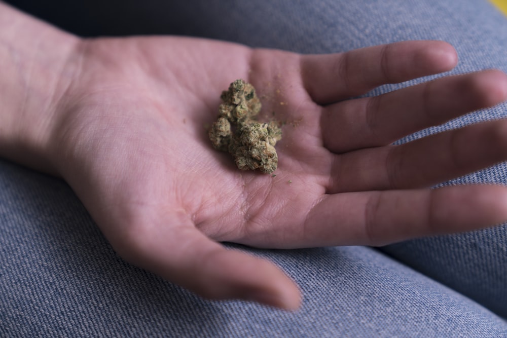 Persona che tiene in mano cime di cannabis