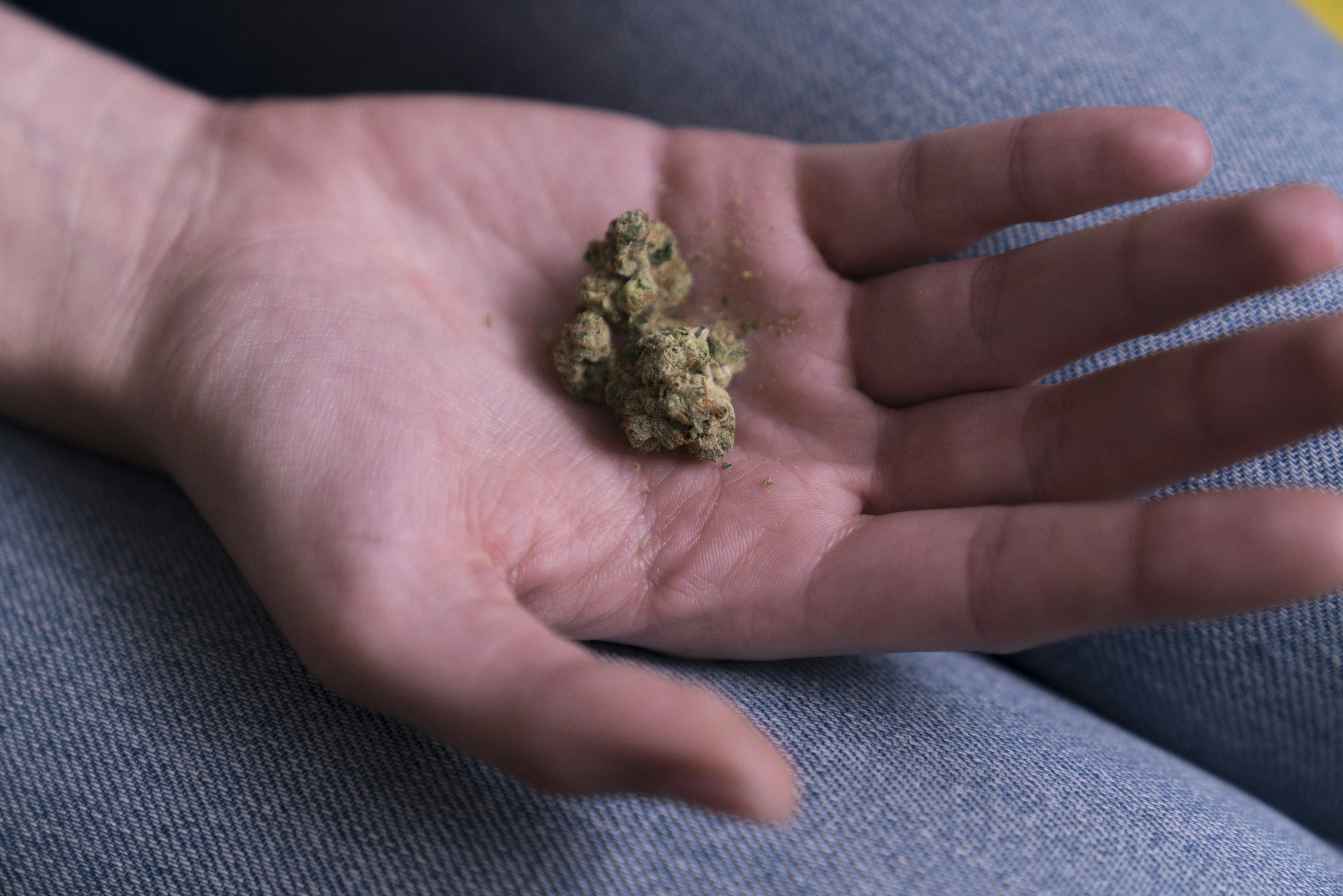 From Seed To Smoke: The Journey Of A Marijuana Plant
