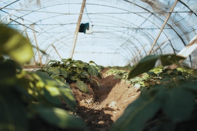 worm's-eye view photography of plant nursery